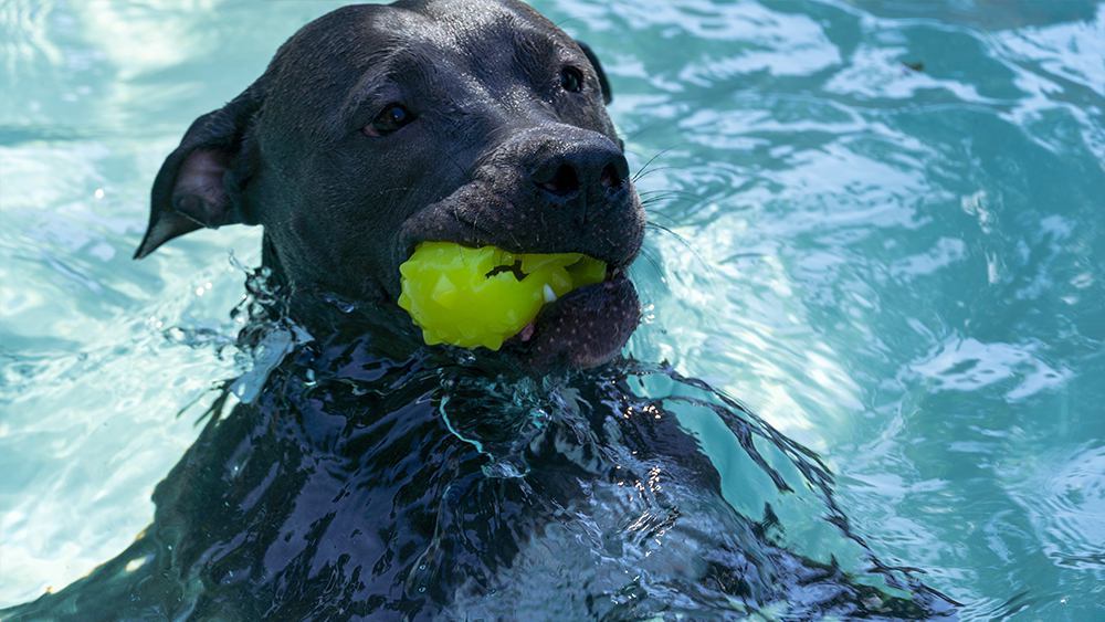 Dog playing in swimming pool