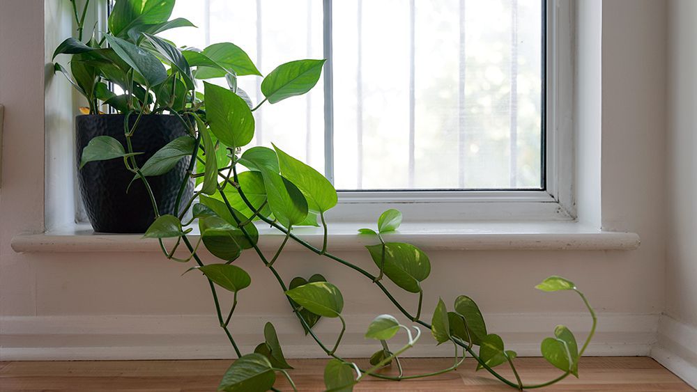 Heart Leaf Philodendron