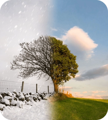 Weather changing tree