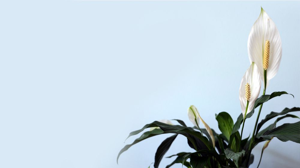 Peace lily - air purifying plant