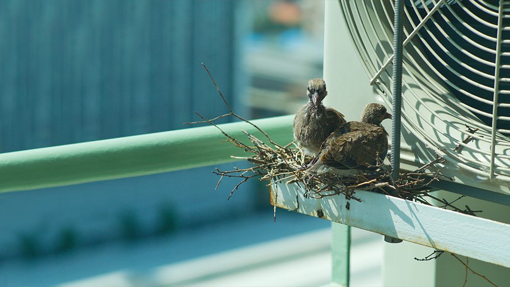 Birds nesting around Mini-split AC