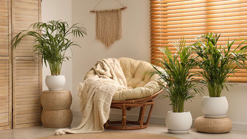 Parlor palm - air purifying plant
