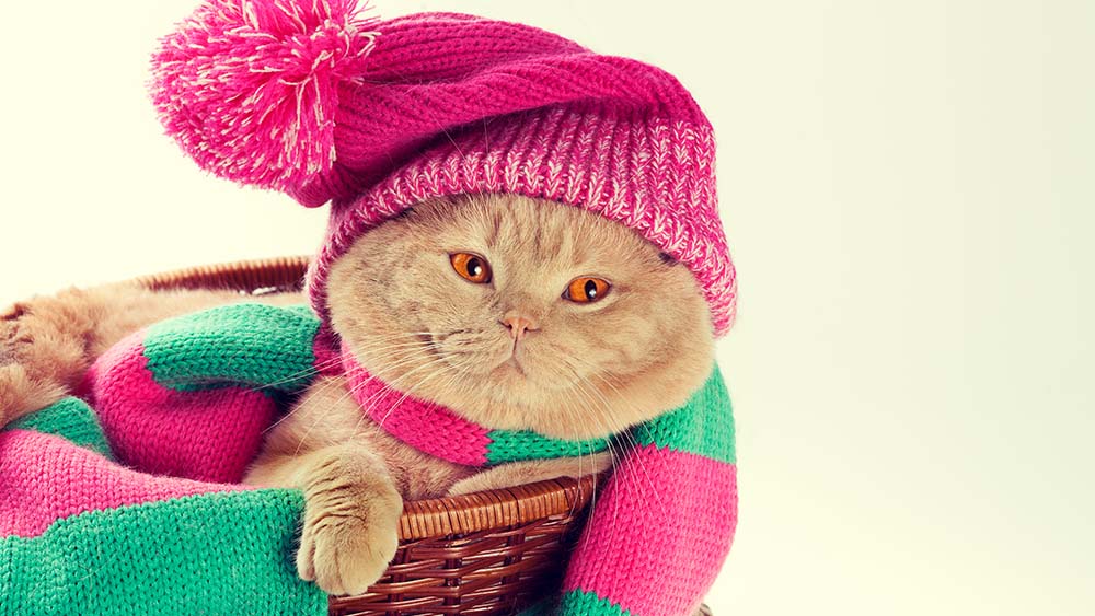 ideal temperature for Cat in winters with cat in a hat