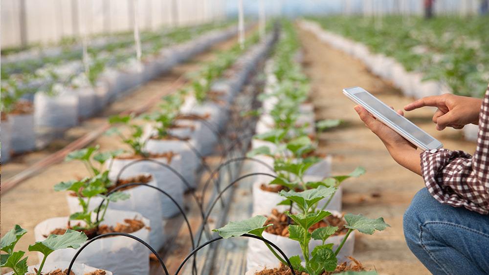 A man monitoring greenhouse temperature