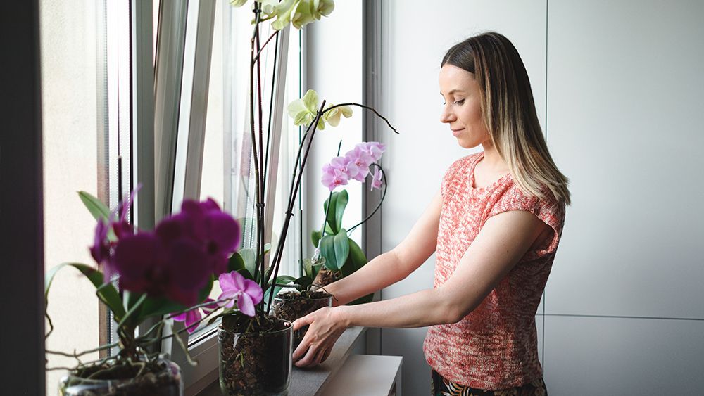 A girl decorating window sill with orchid plants