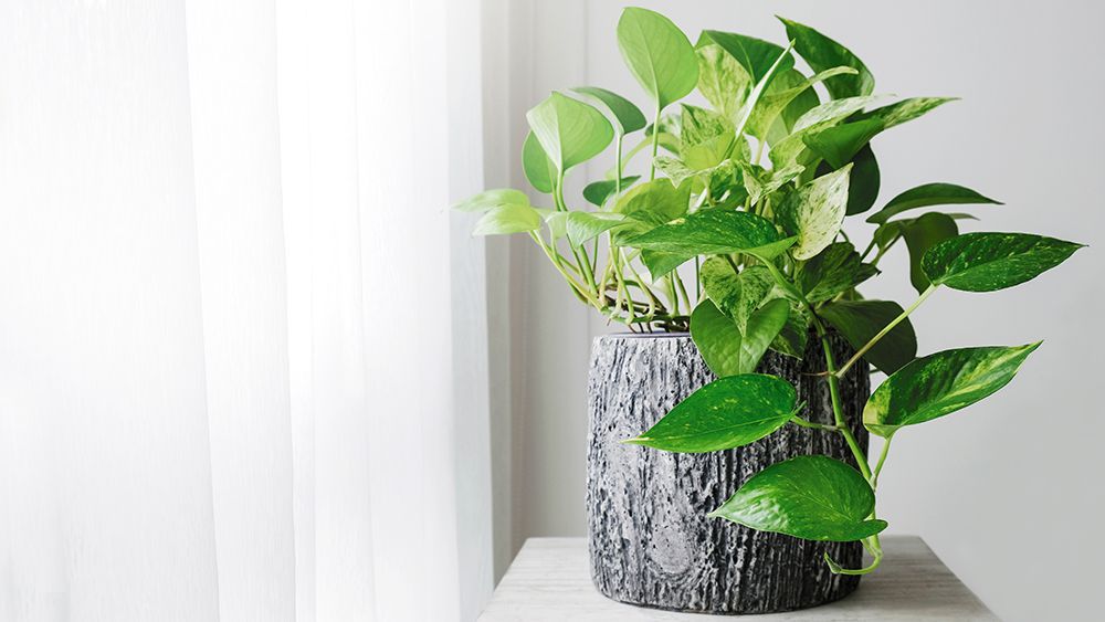 Golden pothos
