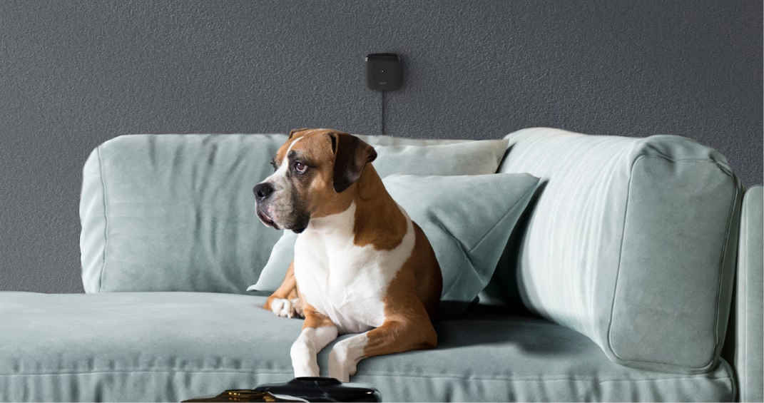 Dog on a couch. Cielo breez lite in the background maintaining ideal pet temperature