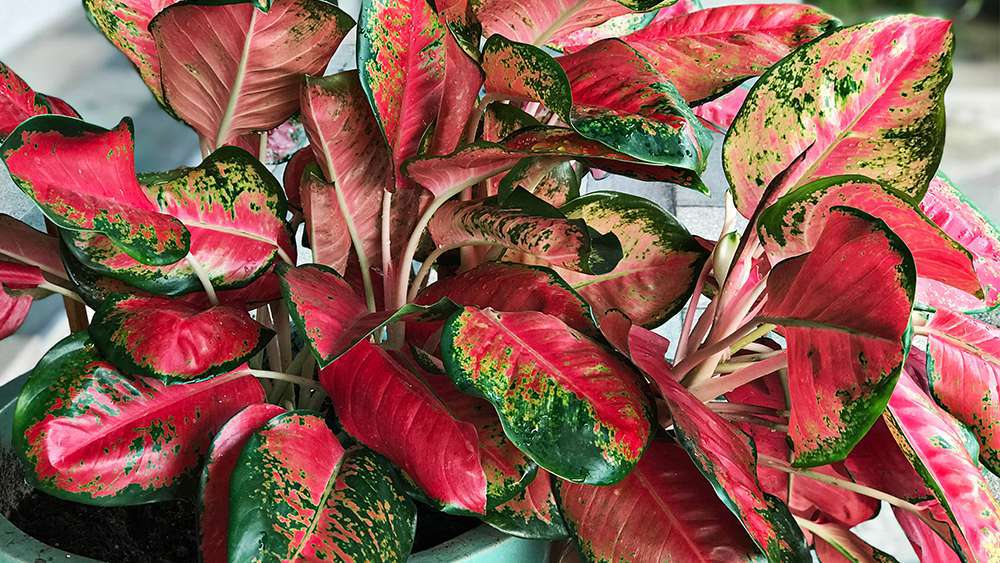 Chinese evergreen
