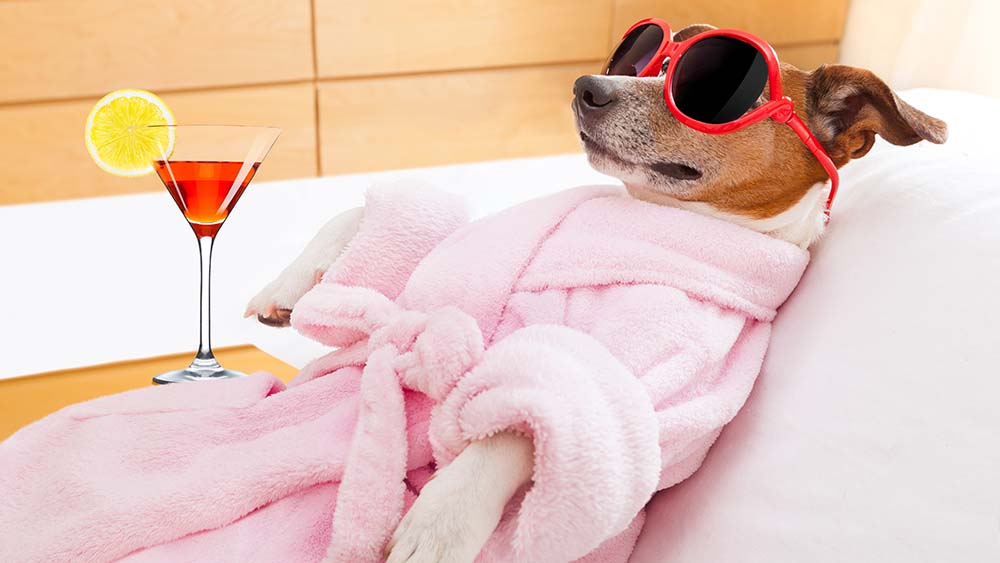 dog air conditioning chilling