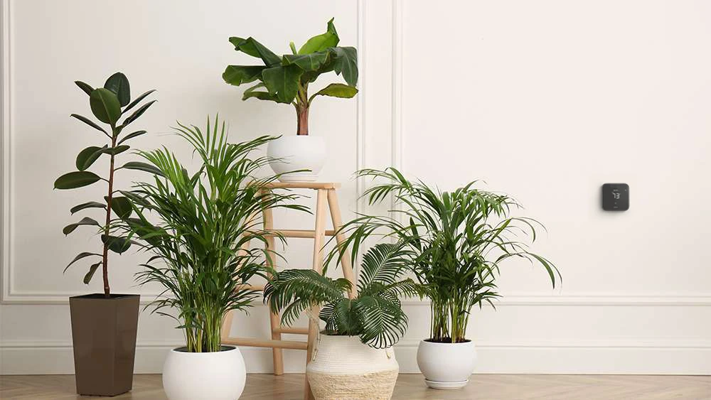 indoor plants