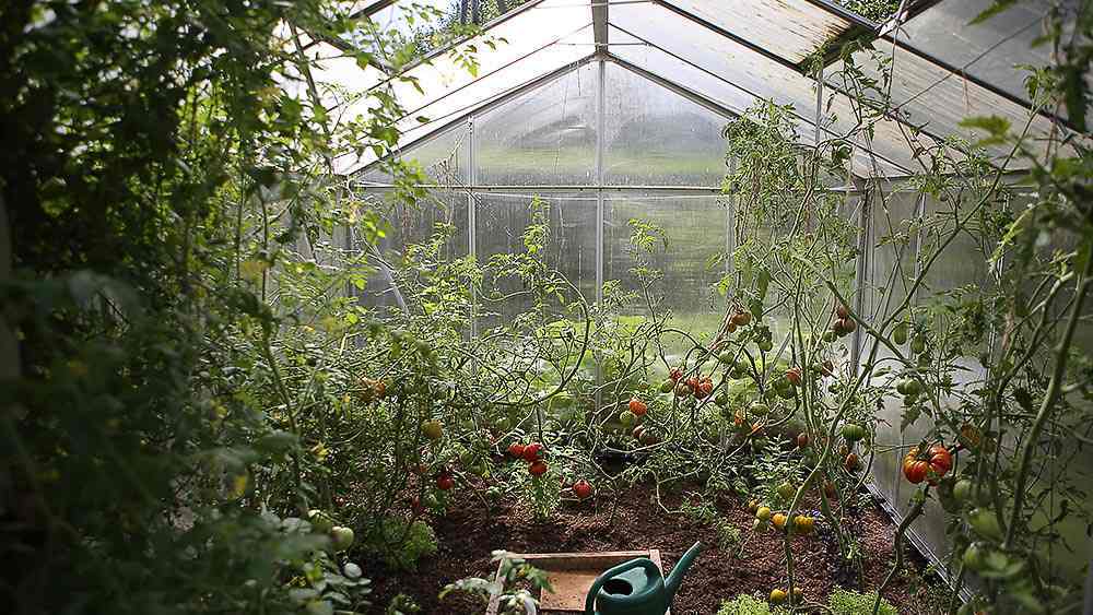 Growing vegetables in a greenhouse