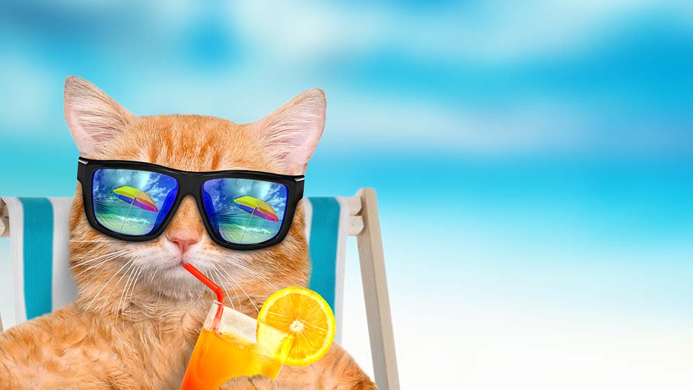 cat needs air conditioning in summer as cat is wearing glasses and sipping juice