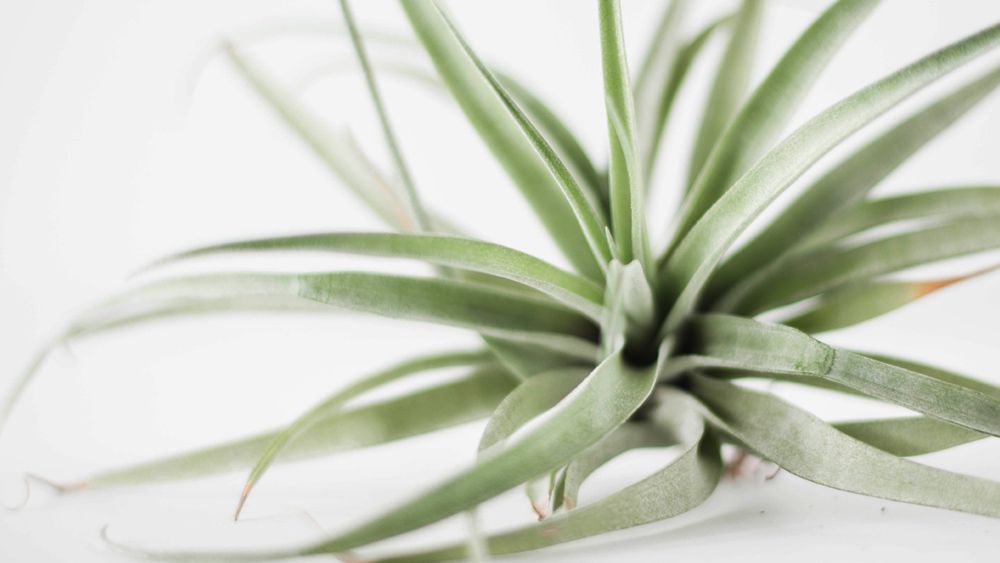 Tillandsia - Air plants