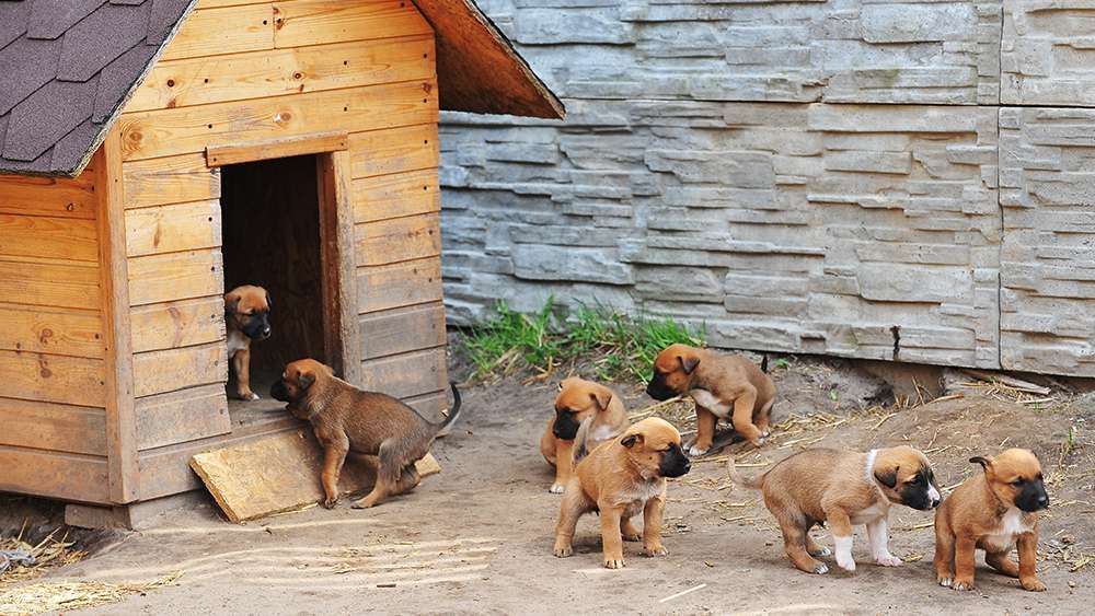 Puppies in a dog house