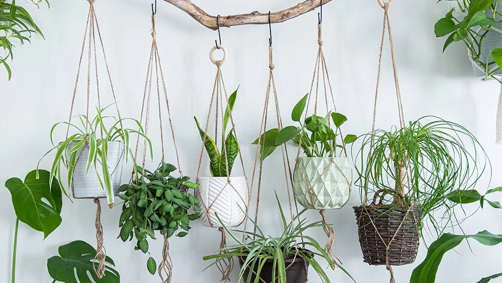 Hanging houseplants