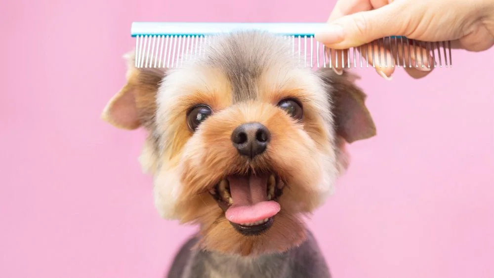 dog fur being combed