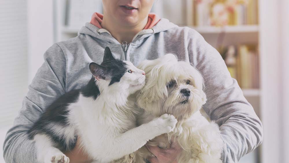 Pet comfort tips for pet owners