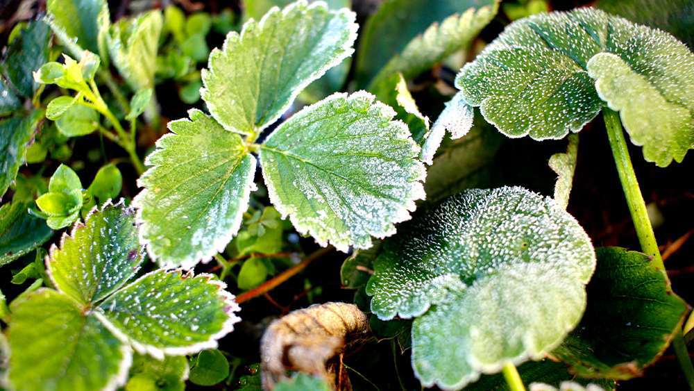 Frost on plant leaves. Frost develops when the temperature goes below 32 F