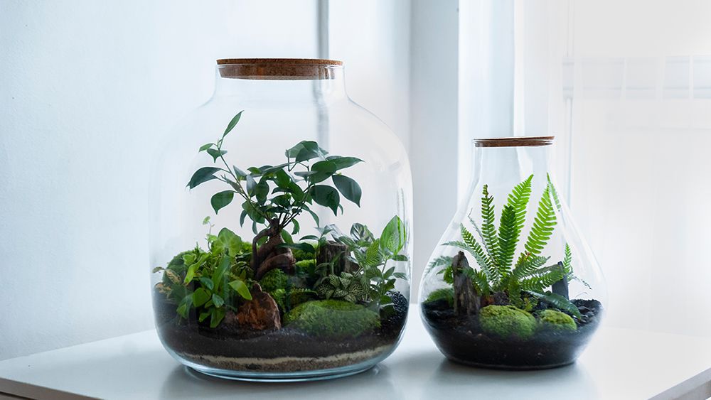 Closed terrarium - Create one to increase humidity for plants