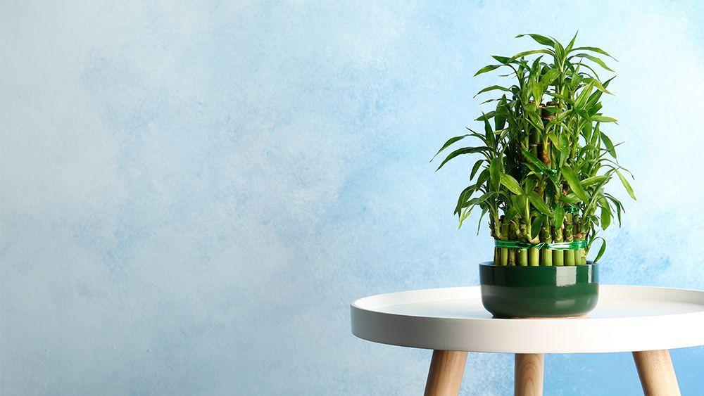 Lucky bamboo - humidity absorbing plant