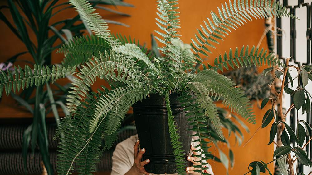 Boston Fern