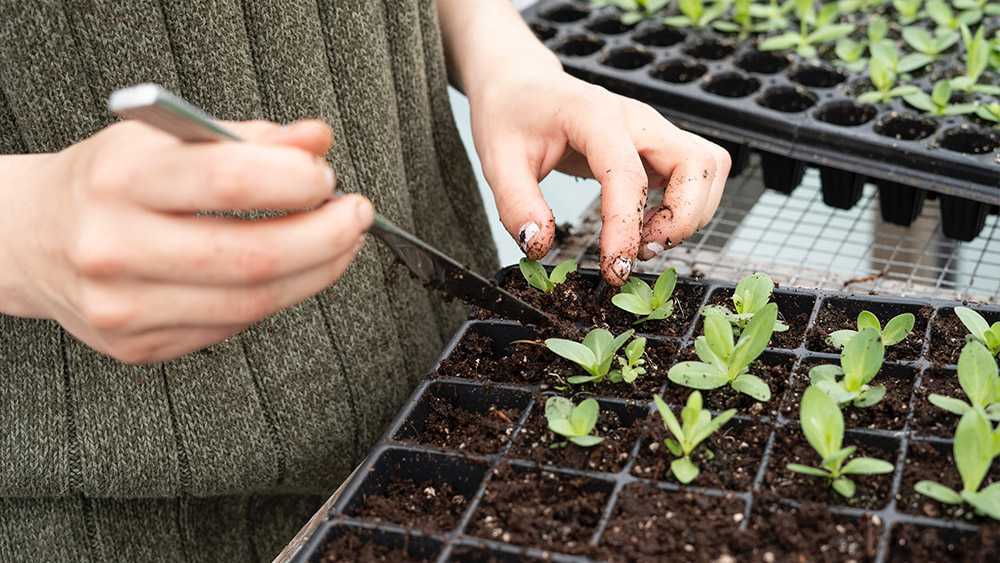 A woman checking the progress of germinated seeds.