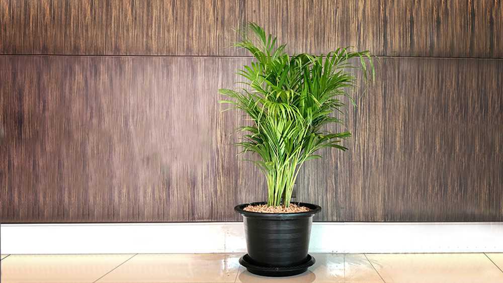 Bamboo palm