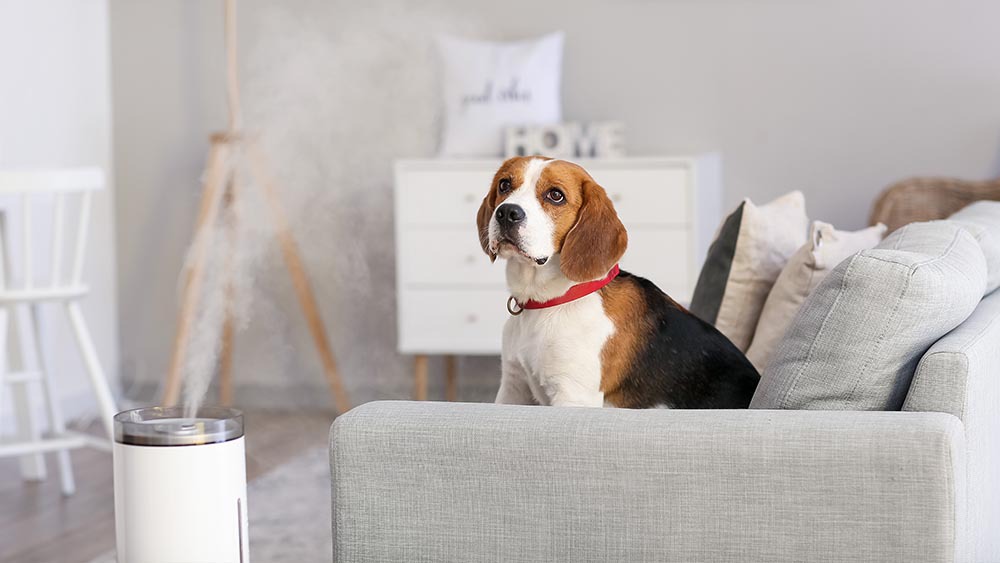 A dog watches as humidifier blows out cool mist