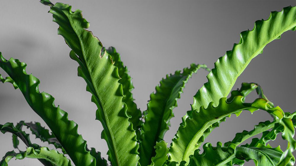 Bird nest fern - humidity absorbing plant