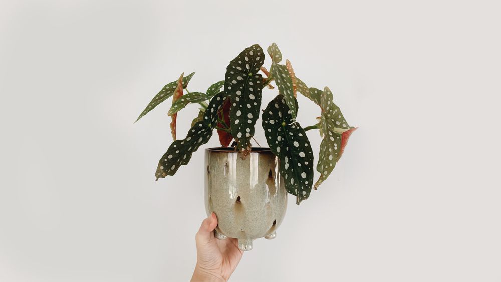 Begonia - humidity absorbing plant